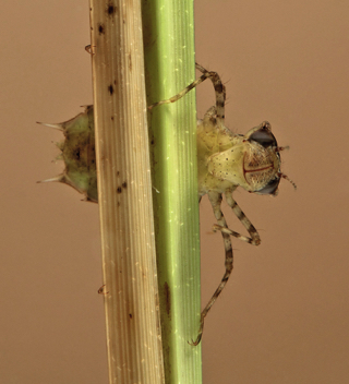 Epitheca sepia, nymph